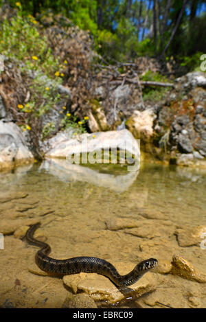 Culebra de los Balcanes (Natrix natrix persa), nadar en tierra, Turquía, Licia, Mugla, Dalyan Foto de stock