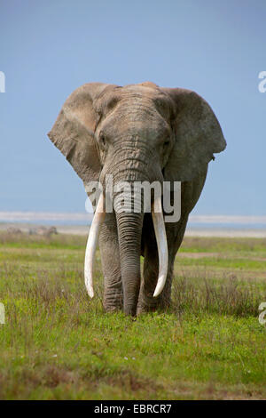 Elefante africano (Loxodonta africana), Bull con muy grandes colmillos de elefante, Tanzania, el Parque nacional Serengeti