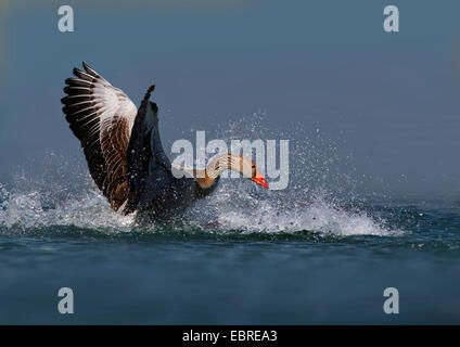 Graylag goose (Anser anser), bañarse, Alemania Foto de stock