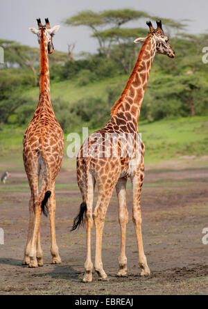Masai jirafa (Giraffa camelopardalis tippelskirchi), vista trasera de dos jirafas, Tanzania, el Parque nacional Serengeti Foto de stock
