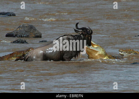 El cocodrilo del Nilo (Crocodylus niloticus), cocodrilos atacando los ñus, río Mara, Kenia, Masai Mara National Park Foto de stock
