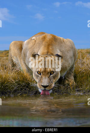 León (Panthera leo), bebiendo lavica, Tanzania, el Parque nacional Serengeti