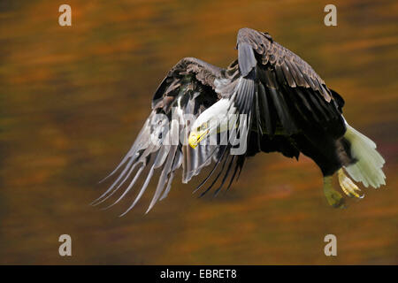 El águila calva americana (Haliaeetus leucocephalus), volando, Canadá