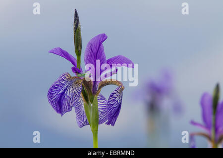 Iris siberianos, bandera de Siberia (Iris sibirica), flor, Alemania, Baviera Foto de stock
