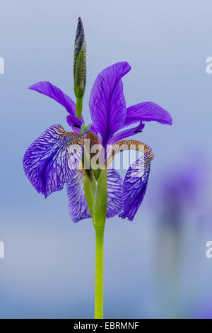 Iris siberianos, bandera de Siberia (Iris sibirica), flor, Alemania, Baviera Foto de stock