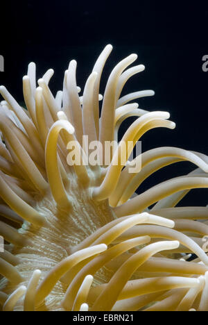 Anémona de cuero, cuero anémona de mar (Heteractis crispa), macro foto de una correosa anémona de mar