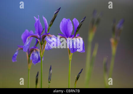 Iris siberianos, bandera de Siberia (Iris sibirica), flor, Alemania, Baviera, Chiemgau Foto de stock