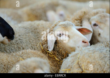 Oveja Merina (Ovis ammon f. aries), llena de ovejas Merino
