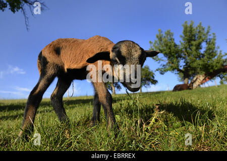 Camerún, Camerún ovejas (Ovis ammon f. aries), Cordero de pie en una pradera, Alemania Foto de stock