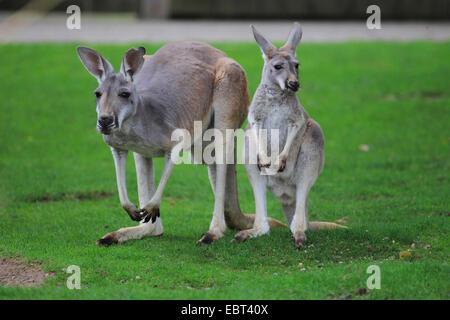 Canguro rojo, llanuras de Kangaroo, azul flier (Macropus rufus, Megaleia rufa), la madre y el niño en una pradera Foto de stock