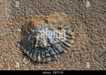 La Ostra plana europea, Colchester ostra nativa, barro, comestible ostra  ostra (Ostrea edulis), conchas en la playa, Alemania Fotografía de stock -  Alamy