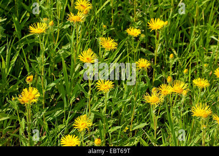 British yellowhead, británicos de cabeza amarilla, pradera Fleabane, British Elecampane (Inula britannica, Inula hispanica), floreciendo, Alemania Foto de stock