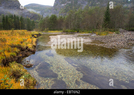 Río en las montañas, lugar de desove natural para el salmón del Atlántico y trucha marrón , Noruega, Nordland, Glomelva Foto de stock