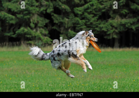 Pastor Australiano (Canis lupus familiaris) f., cogiendo un Frisbee Disco, Alemania