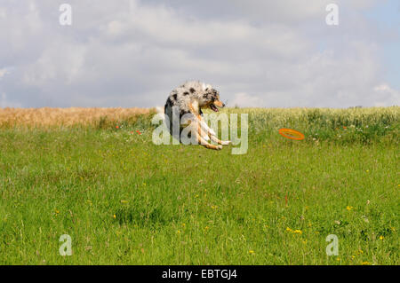 Pastor Australiano (Canis lupus familiaris) f., saltando para atrapar un Frisbee Disco, Alemania