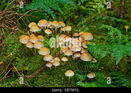 Hypholoma capnoides tuft (coníferas), varios órganos de fructificación en el piso del bosque, Alemania, en el Estado federado de Mecklemburgo-Pomerania Foto de stock