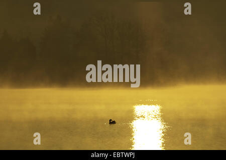 Silueta de un pato y el reflejo del sol en la niebla de la mañana con cielo rojo sobre el almacenamiento del lago, Alemania, Sajonia, Vogtland, Jocketa Foto de stock