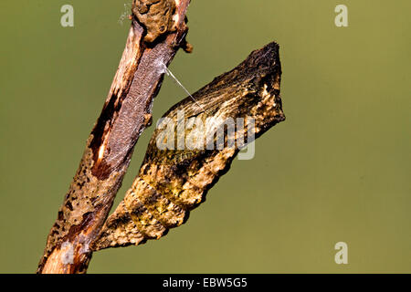Especie (Papilio machaon), pupa, Alemania Foto de stock