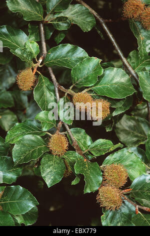 Comunes De haya (Fagus sylvatica), rama con frutos, Alemania Foto de stock