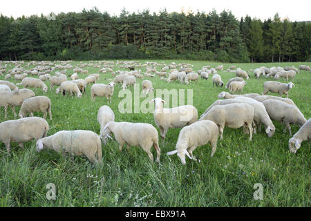 Ovejas domésticas (Ovis ammon f. aries), rebaño de ovejas en una pradera, Alemania, Baviera