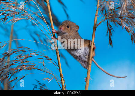 Cosecha del viejo mundo ratón (Micromys minutus), escalada de uno a otro tallo, Alemania Foto de stock