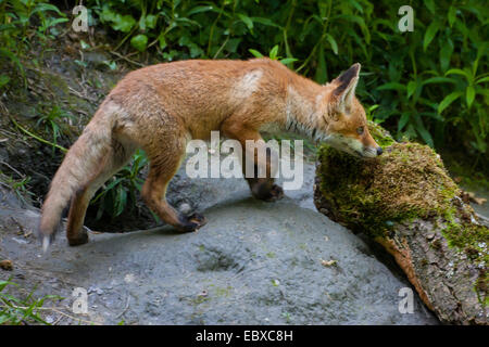 El zorro rojo (Vulpes vulpes), joven fox cub está delante de su guarida, Suiza, Sankt Gallen