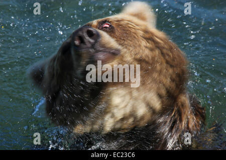 Oso pardo (Ursus arctos), temblores, Kamchatka, Rusia Foto de stock