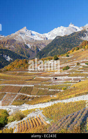 Chamoson alrededor del viñedo, Valais, Suiza