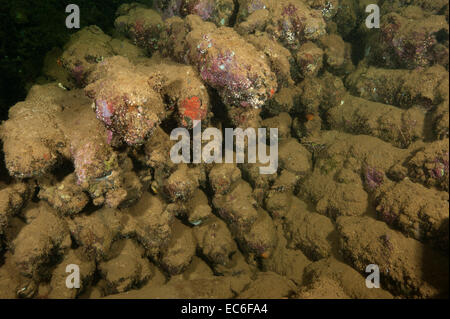 Bombas dentro de las bodegas del pecio Umbría hundido en Wingate de coral en el Mar Rojo, frente a la costa de Sudán