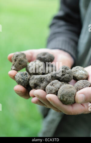 Truffle Hunter con un puñado de trufas negras, Alba County, Piamonte, Italia Foto de stock