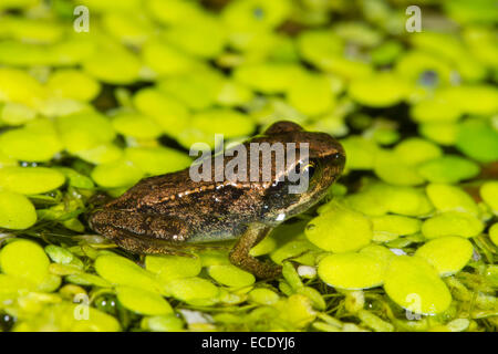Rana común (Rana temporaria) froglet, sobre la lenteja de agua (Lemna sp.) en un estanque de jardín. Seaford, Sussex, Inglaterra. Julio.