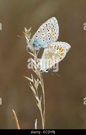 Las mariposas azules comunes (Polyommatus icarus) adulto par de apareamiento. Powys, Gales. De agosto. Foto de stock