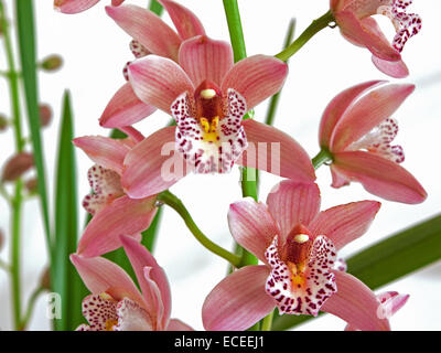 Las orquídeas Cymbidium ( ) que florece en Devon, Inglaterra a finales del verano