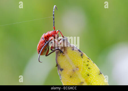 Asclepias escarabajo rojo (Tetraopes tetrophthalmus), Oregón, EE.UU. Foto de stock