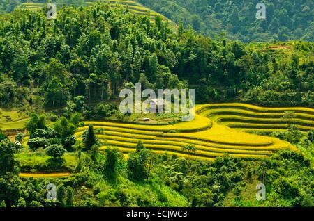 Vietnam, provincia de Ha Giang, Ha Giang, campos de arroz en terraza Foto de stock