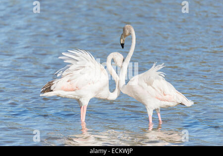 Phoenicopterus ruber, mayor flamingo busca alimento bajo el agua. Foto de stock