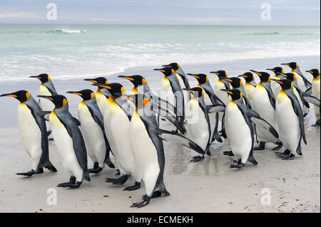 Pingüinos rey (Aptenodytes patagonicus), Voluntarios del punto medio, Islas Malvinas, Islas Malvinas Foto de stock