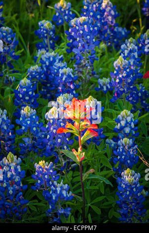 Bluebonnets en Ennis, Texas. Lupinus texensis, el Texas bluebonnet, es una especie de lupino endémica de Texas Foto de stock