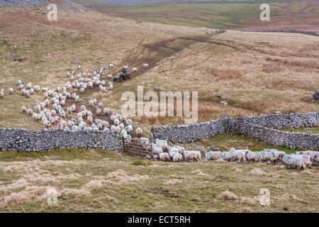 Pastoreando ovejas en Swaledale agricultor quad en la campiña de Yorkshire Dales, Inglaterra Foto de stock