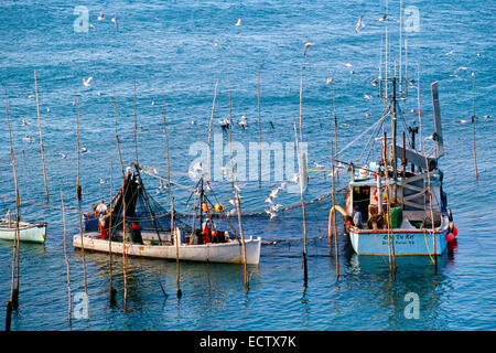 Los pescadores recogiendo el arenque desde un azud en Grand Manan Island, New Brunswick, Canadá. Foto de stock