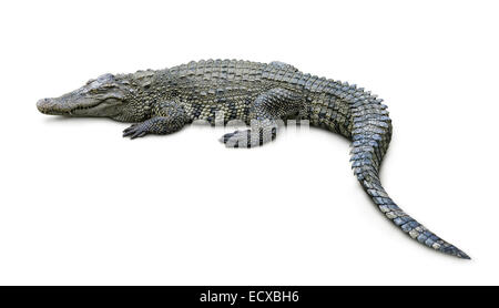 Perfil de cocodrilo Imágenes recortadas de stock - Alamy