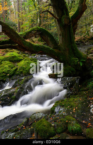 Parque Forestal Tollymore shimna el flujo del río que fluye a través del Condado de Down en Irlanda del Norte el otoño otoñal otoño