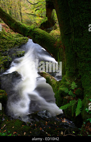 Parque Forestal Tollymore shimna el flujo del río que fluye a través del Condado de Down en Irlanda del Norte el otoño otoñal otoño