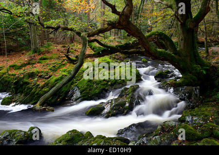 Parque Forestal Tollymore shimna el flujo del río que fluye a través del Condado de Down en Irlanda del Norte el otoño otoñal otoño