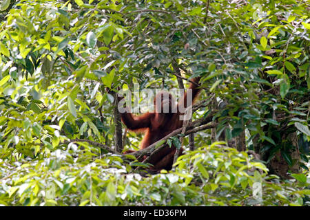 Orangután en un árbol en el Centro de Rehabilitación de Sepilok, Sabah, Malasia Foto de stock