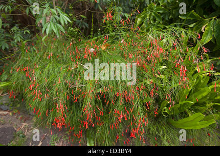 Russelia equisetiformis, un arbusto con llanto hábito y masa de pequeñas flores rojas tubulares entre denso follaje verde esmeralda