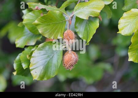 Unión Beech - Común - Beechnut haya (Fagus sylvatica) de frutas en otoño Foto de stock