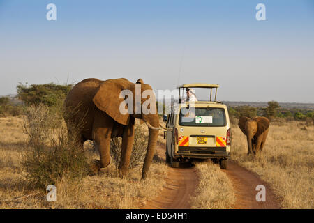 Los elefantes caminando por vehículo de safari, Samburu, Kenia Foto de stock