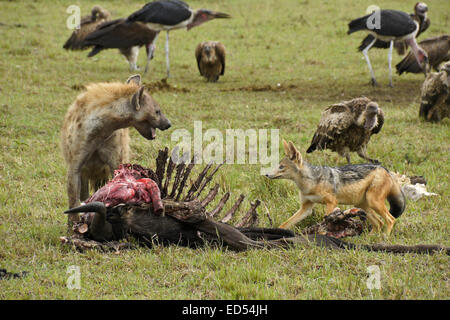 Carroñeros (Spotted Hyena, negro-respaldado chacal, buitres, cigüeñas marabú) a un ñu kill, el Masai Mara, Kenya