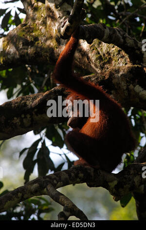 Orangután sentado en un árbol en el Centro de Rehabilitación de Sepilok, Sabah, Malasia Foto de stock